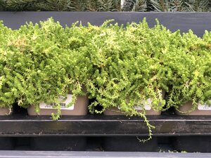 Sedum acre Aurea - image 2