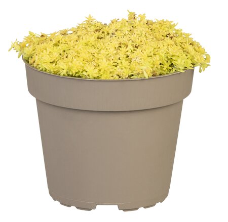 SEDUM acre Aurea