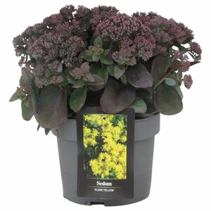 Sedum 'Globe Yellow'