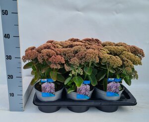 Sedum green pink