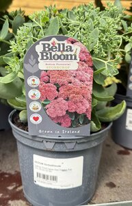 SEDUM Herbstfreude