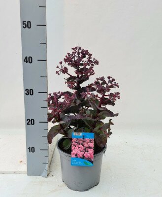 Sedum hot rose dark stems