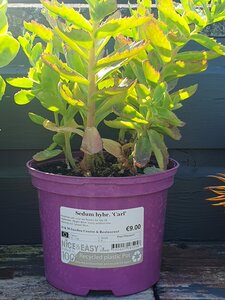 Sedum hybr. 'Carl'