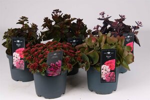 Sedum mix