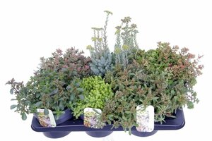 Sedum mix 2 Ltr pot