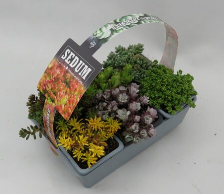 Sedum mix