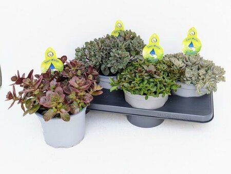 Sedum mix