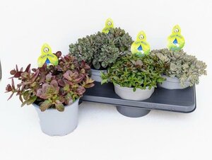 Sedum mix