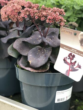 Sedum 'Mojave Jewels Ruby'