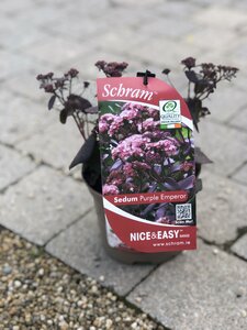 Sedum 'Purple Emperor'