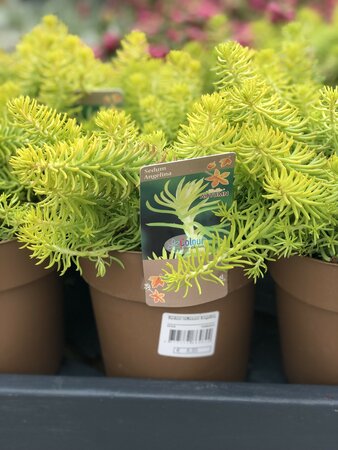 Sedum reflexum Angelina