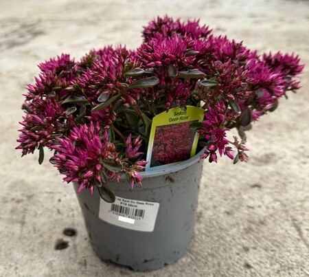Sedum sp Spot On Deep Rose - image 2