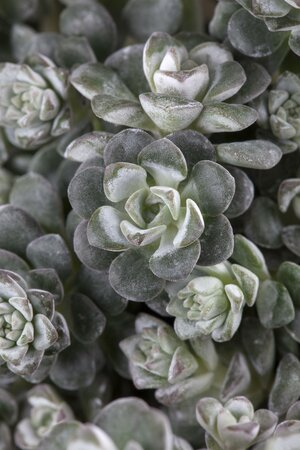 Sedum spath. 'Cape Blanco'