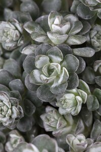 Sedum spath. 'Cape Blanco'