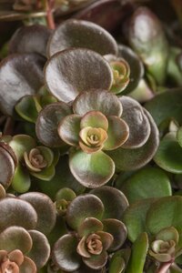 Sedum spath. 'Purpureum'