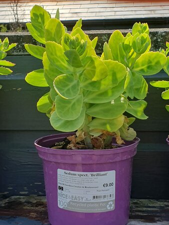 Sedum spect. 'Brilliant'