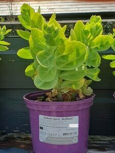 Sedum spect. 'Brilliant'