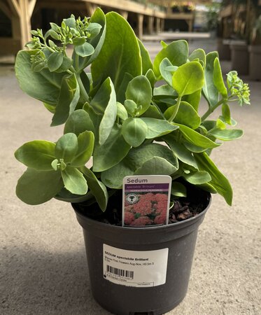 SEDUM spectabile Brilliant