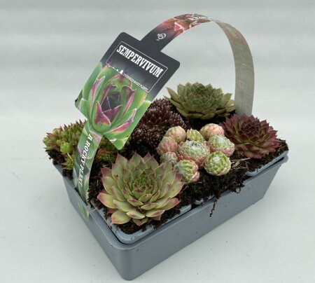 Sempervivum mix