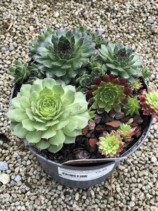 SEMPERVIVUM Trio Honey Crisp Twist