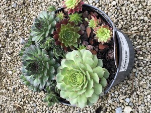 SEMPERVIVUM Trio Honey Crisp Twist