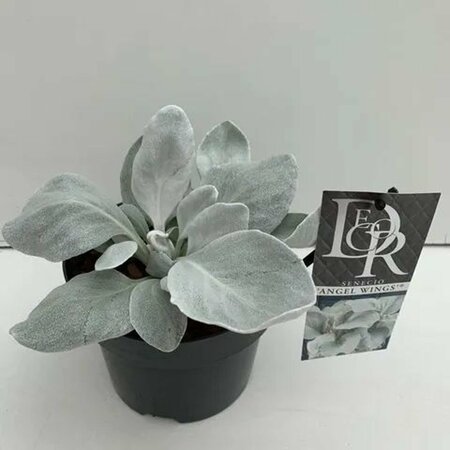 Senecio 'Angel Wings'