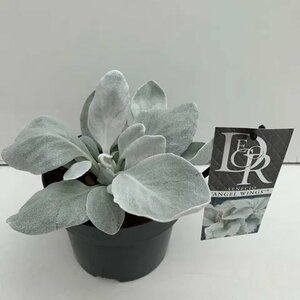 Senecio 'Angel Wings'