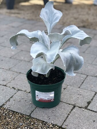 Senecio 'Angel Wings' - image 1