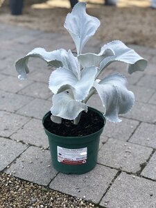 Senecio 'Angel Wings' - image 2