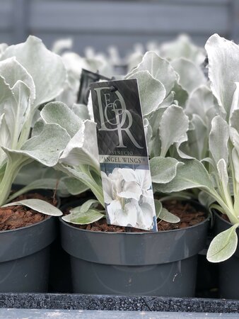 Senecio Angel Wings