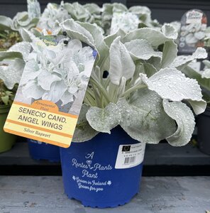 SENECIO ANGEL WINGS