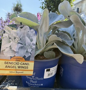 SENECIO ANGEL WINGS