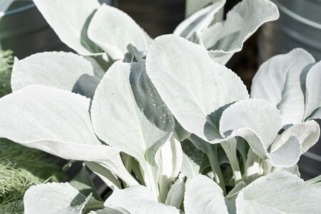 SENECIO Angel Wings T