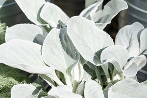 SENECIO Angel Wings T