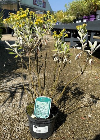 SENECIO COMPACTA DRYSDALE