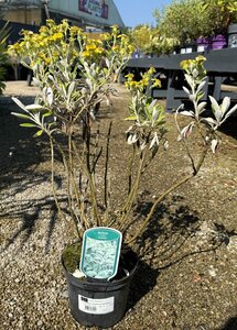 SENECIO COMPACTA DRYSDALE