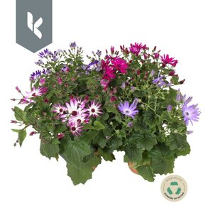 Senecio Cr Senetti Mix 30cm