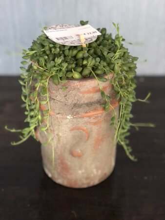 Senecio herreianus / 15 cm ceramic pot