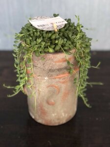 Senecio herreianus / 15 cm ceramic pot