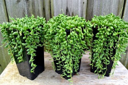Senecio herreianus