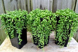 Senecio herreianus