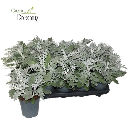 Senecio maritima² P12