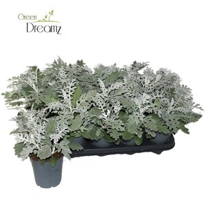 Senecio maritima² P12