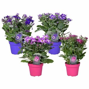 Senecio per. Senetti® mix