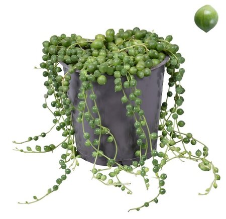 Senecio rowleyanus
