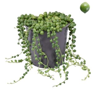 Senecio rowleyanus