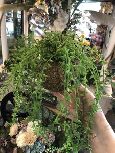 Senecio String - image 2