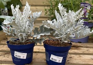 Senecio 'Winter Whisper' P12, blue pot