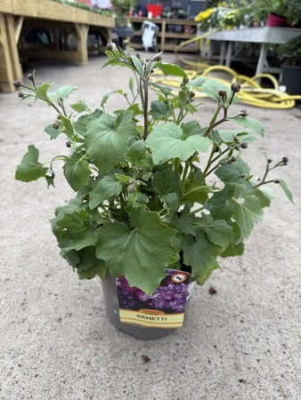 SENETTI IN VARIETIES