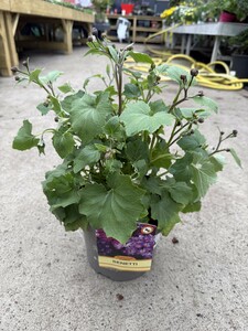 SENETTI IN VARIETIES